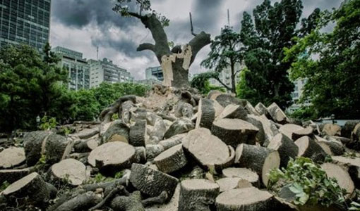 Temporal o Poda? Temporal o Poda?