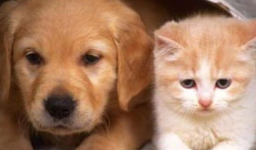 Prohiben la matanza de perros y gatos como control poblacional Prohiben la matanza de perros y gatos como control poblacional