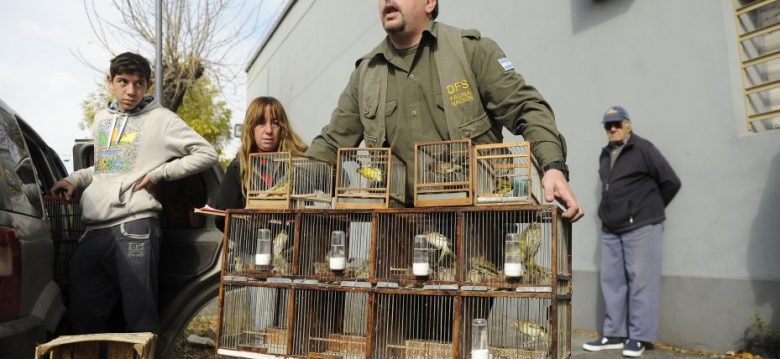 Rescataron 120 animales silvestres en una feria de Pompeya