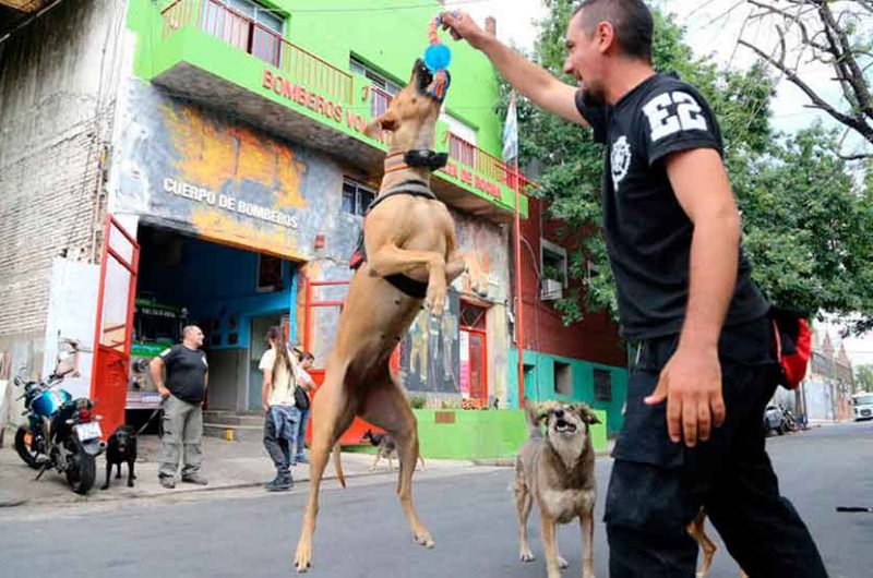 Los perros rescatistas entrenados por los Bomberos