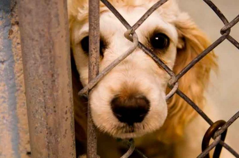 Imponen severas multas por maltrato animal en la Ciudad Imponen severas multas por maltrato animal en la Ciudad
