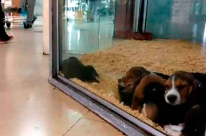 Prohíben exhibir animales en vidrieras