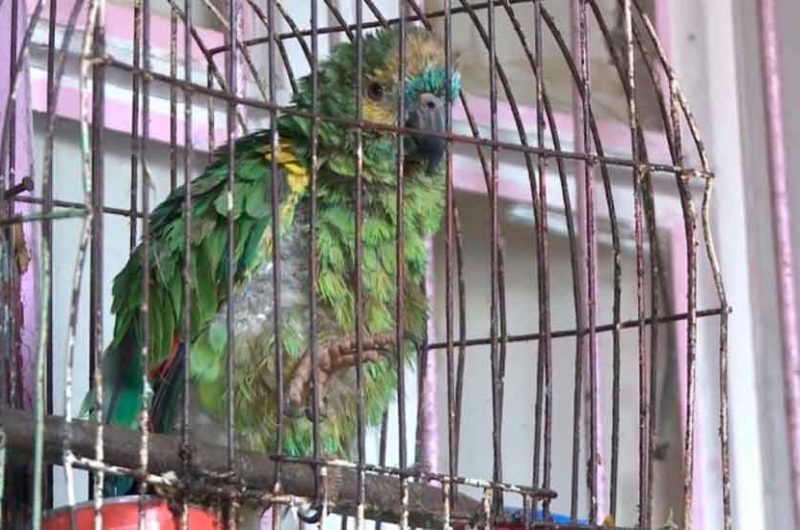 Cayó la banda del «loro soplón» Cayó la banda del «loro soplón»