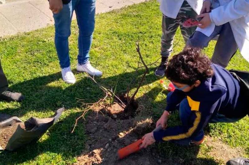 Plantar Conciencia: Plantación de árboles nativos