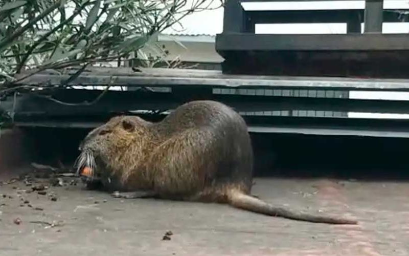 Un roedor de gran tamaño apareció en una terraza