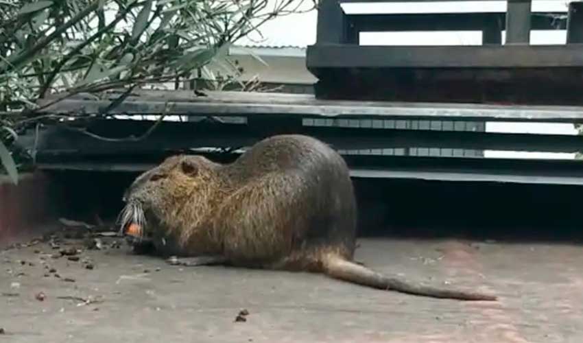 Un roedor de gran tamaño apareció en la terraza de una vivienda de La