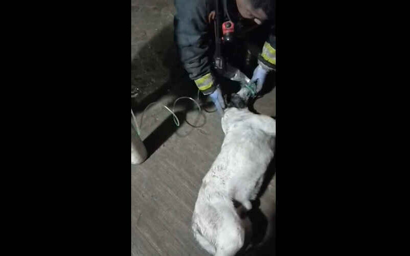Bomberos rescataron a un perro de un incendio y tuvieron que darle oxígeno Bomberos rescataron a un perro de un incendio y tuvieron que darle oxígeno