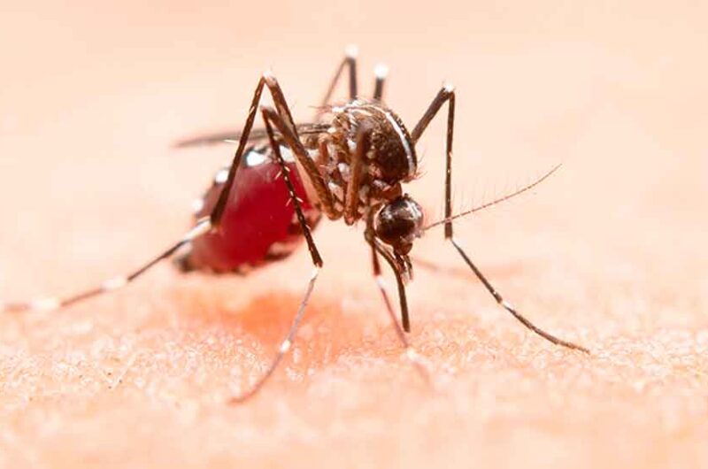 El Hospital Garrahan recomienda como prevenir el dengue El Hospital Garrahan recomienda como prevenir el dengue