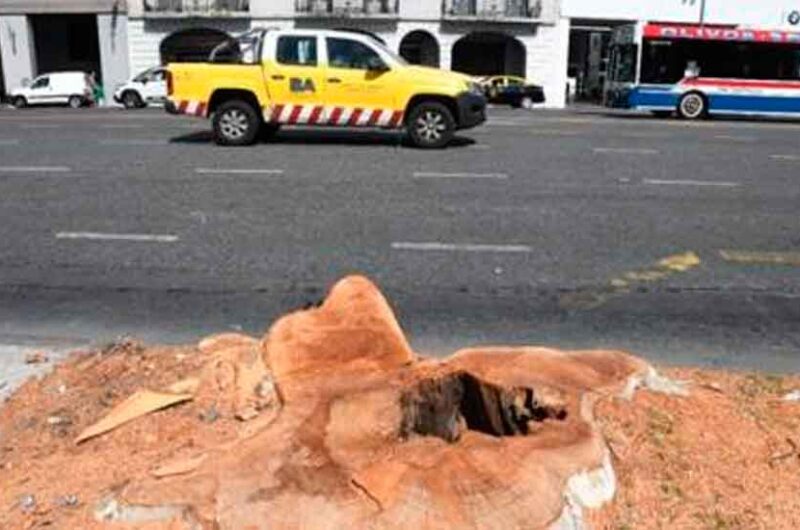 Tala de árboles en la obra del Metrobus del Bajo