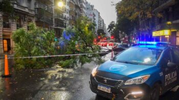 El temporal derribó en la ciudad gran cantidad de árboles