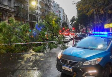 El temporal derribó en la ciudad gran cantidad de árboles