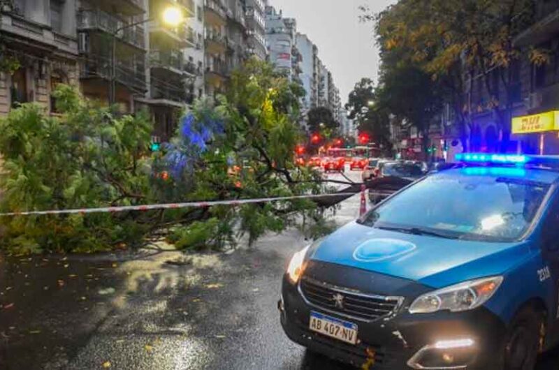 El temporal derribó en la ciudad gran cantidad de árboles