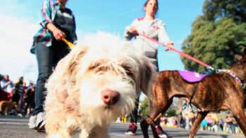 Villa Luro: Jornada de adopción de mascotas