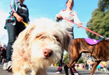 Villa Luro: Jornada de adopción de mascotas