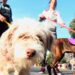 Villa Luro: Jornada de adopción de mascotas