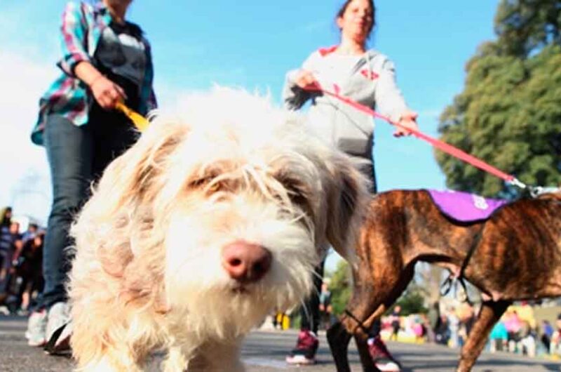 Villa Luro: Jornada de adopción de mascotas Villa Luro: Jornada de adopción de mascotas