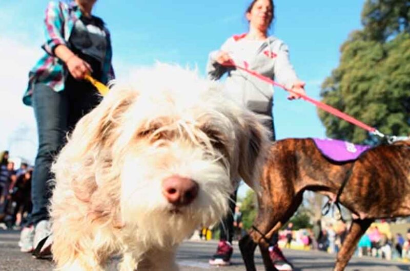 Villa Luro: Jornada de adopción de mascotas