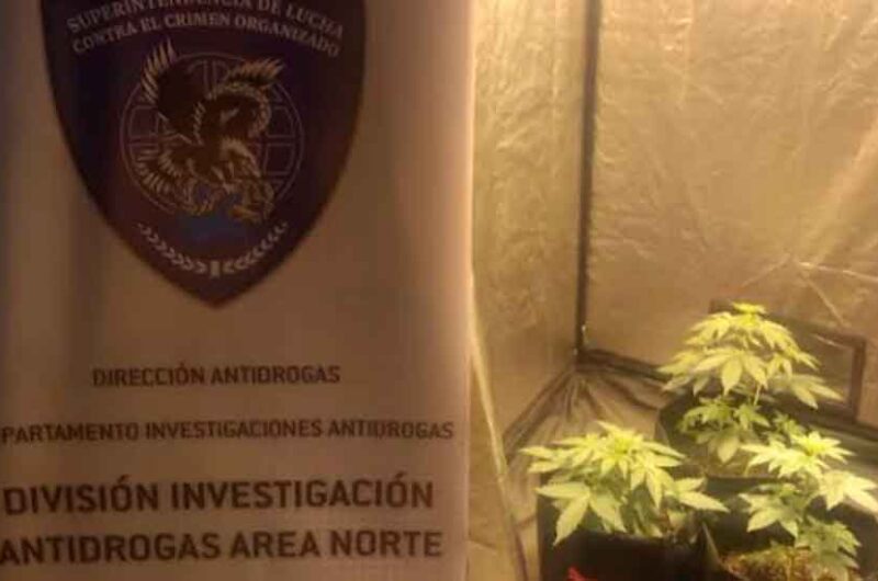 Detienen en Palermo a un dealer que cultivaba y vendía marihuana Detienen en Palermo a un dealer que cultivaba y vendía marihuana