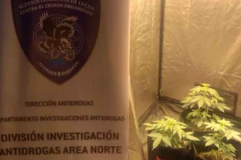 Detienen en Palermo a un dealer que cultivaba y vendía marihuana