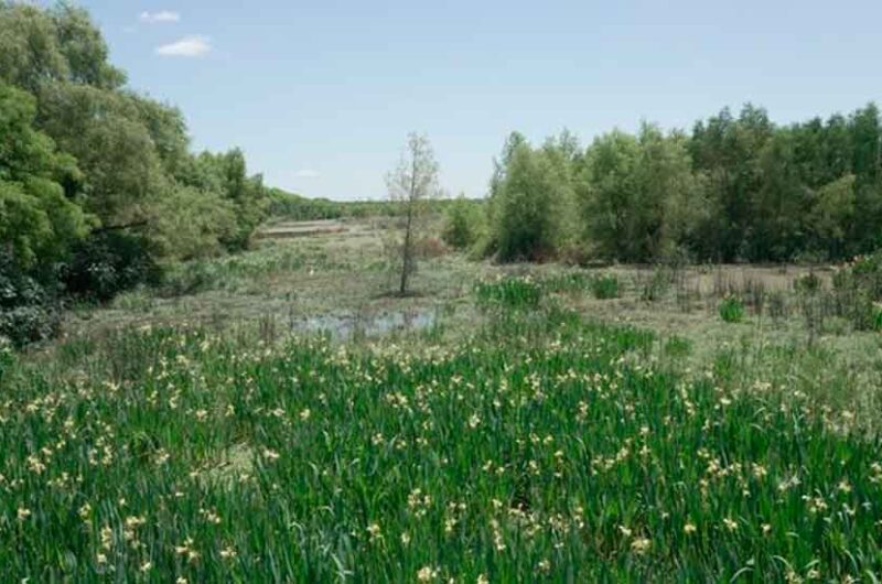 La Ciudad recuperó parte de la Laguna de los Patos