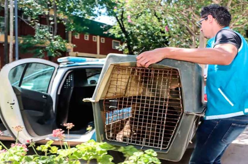 Maltrato Animal: rescataron un mono carayá en cautiverio Maltrato Animal: rescataron un mono carayá en cautiverio