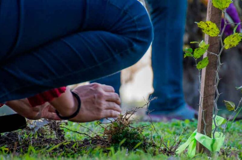 Día de la Tierra: amplia agenda de actividades