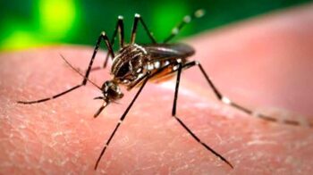 Dengue en la ciudad: Alarmante aumento de casos