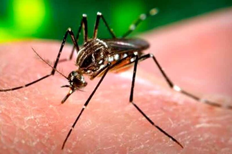 Dengue en la ciudad: Alarmante aumento de casos