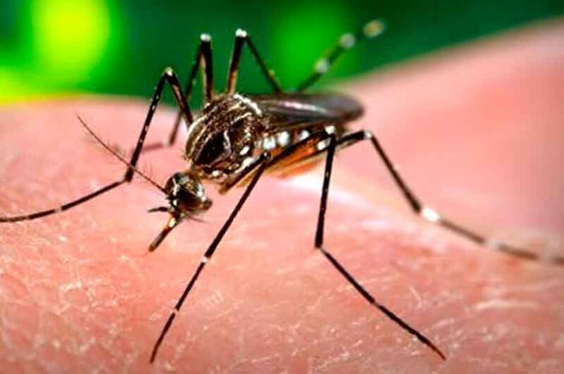 Dengue en la ciudad: Alarmante aumento de casos Dengue en la ciudad: Alarmante aumento de casos