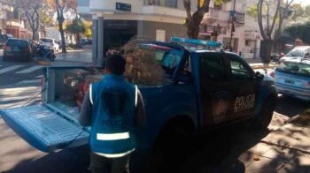Secuestran Cardenales, canarios y cotorras en Liniers