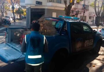 Secuestran Cardenales, canarios y cotorras en Liniers
