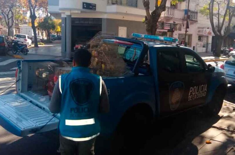 Secuestran Cardenales, canarios y cotorras en Liniers Secuestran Cardenales, canarios y cotorras en Liniers