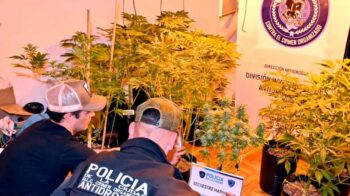 Detienen a dealer de San Telmo que tenía invernadero de marihuana