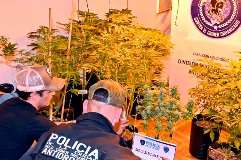Detienen a dealer de San Telmo que tenía invernadero de marihuana Detienen a dealer de San Telmo que tenía invernadero de marihuana