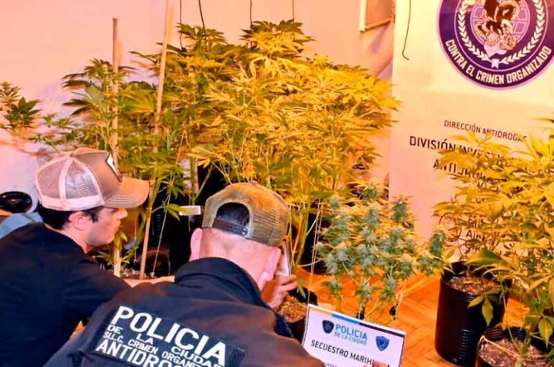 Detienen a dealer de San Telmo que tenía invernadero de marihuana