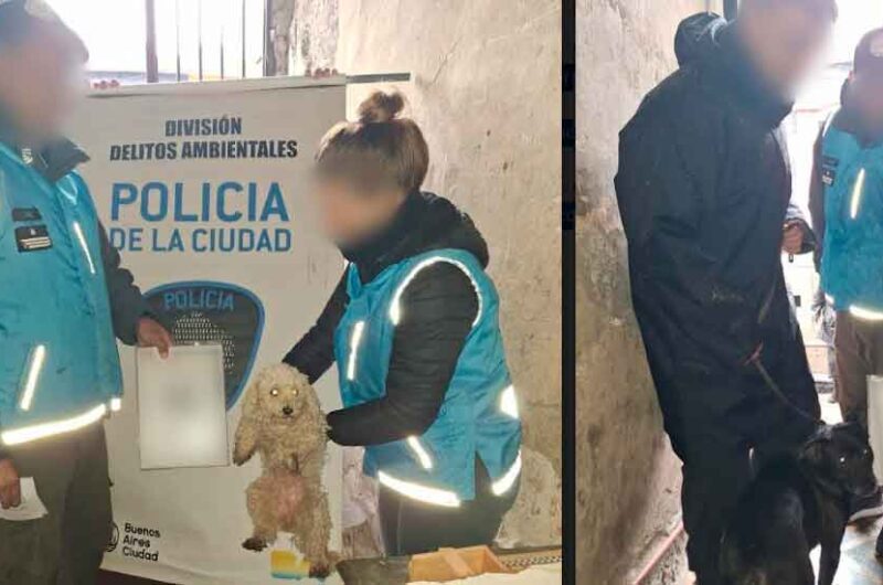 Rescatan doce perros en estado de abandono en La Boca