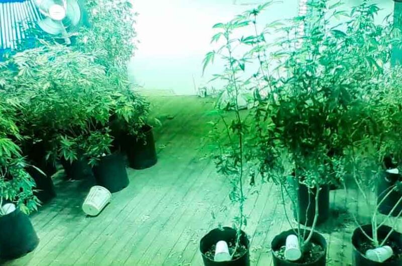 Desbarataron un invernadero de marihuana en Paternal Desbarataron un invernadero de marihuana en Paternal