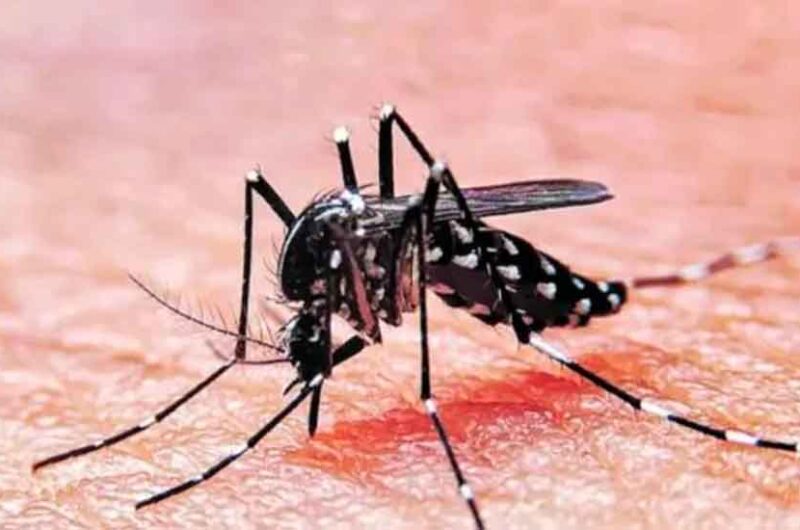 Olas de calor y dengue: su relación con el cambio climático Olas de calor y dengue: su relación con el cambio climático