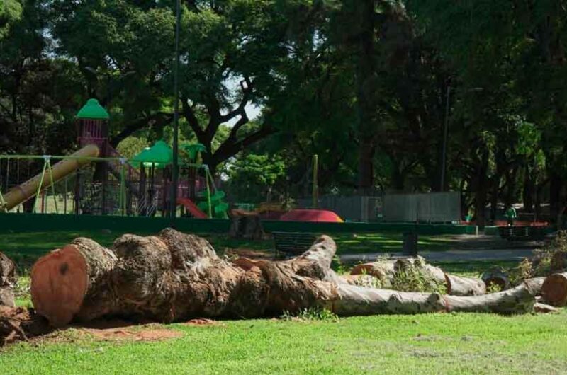 Parque de los Patricios: la Justicia ordenó detener la tala