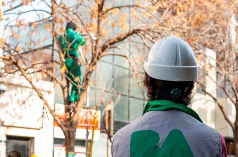 Espacio Publico: Comenzó el período de poda lineal Espacio Publico: Comenzó el período de poda lineal