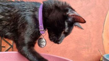 Animales BA: Prevención del golpe de calor en perros y gatos