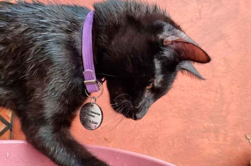 Animales BA: Prevención del golpe de calor en perros y gatos Animales BA: Prevención del golpe de calor en perros y gatos