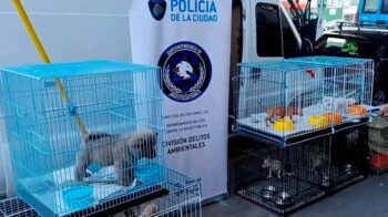 Rescatan más de 150 animales por maltrato y comercia ilegal