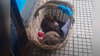Rescatan cachorros en condiciones de maltrato en Pompeya