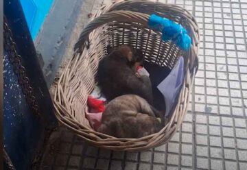 Rescatan cachorros en condiciones de maltrato en Pompeya