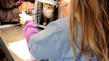 Castración y vacunación antirrábica gratuita para perros y gatos