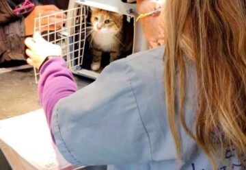Castración y vacunación antirrábica gratuita para perros y gatos