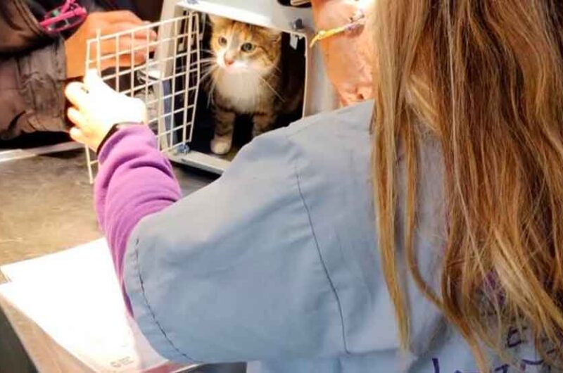 Castración y vacunación gratuita para perros y gatos Castración y vacunación gratuita para perros y gatos