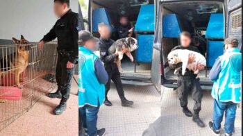 Trece perros y un loro rescatados en Villa Urquiza
