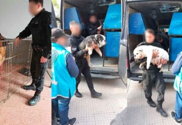 Trece perros y un loro rescatados en Villa Urquiza